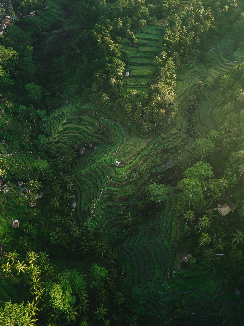 Bali rice terraces