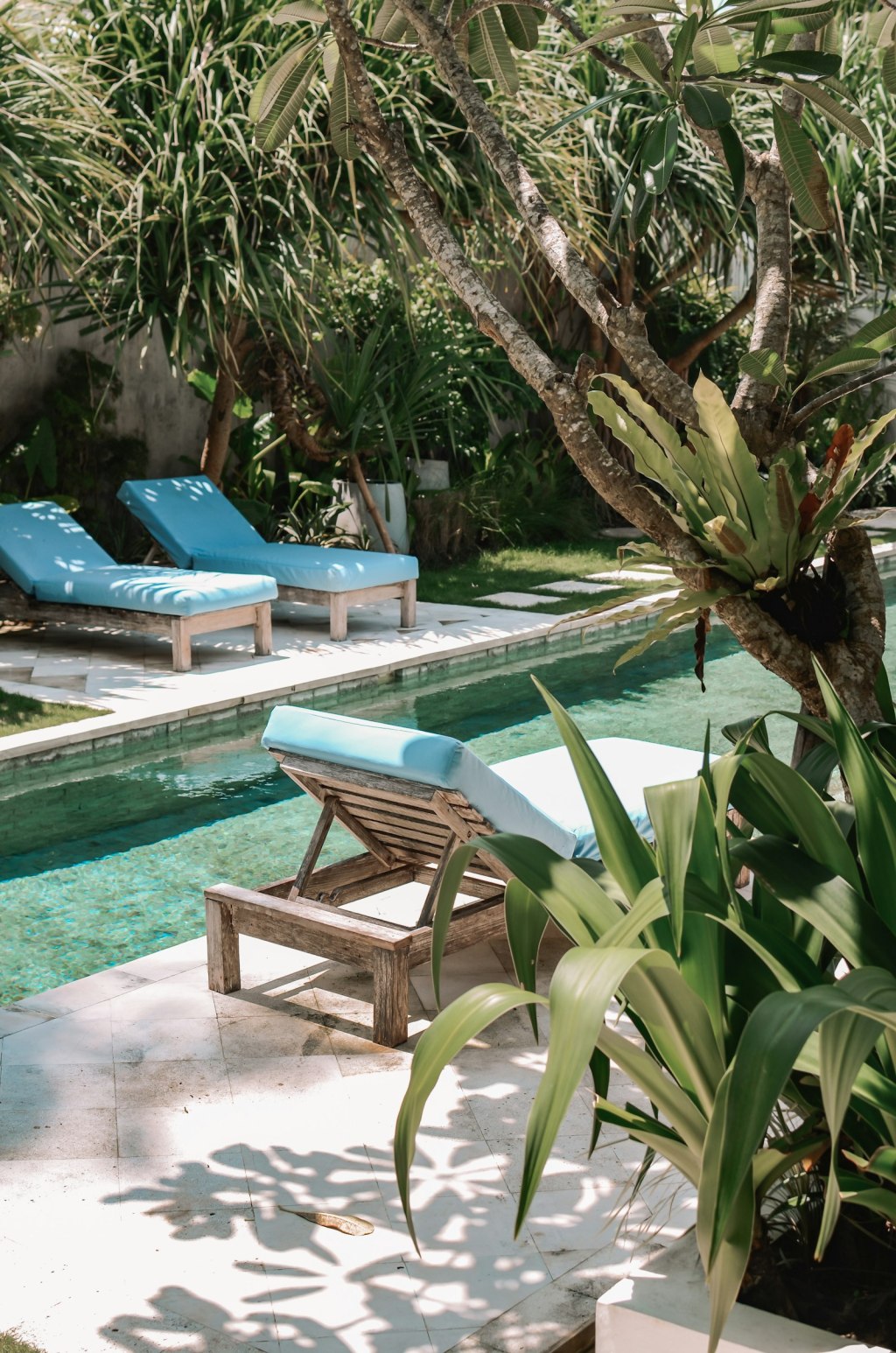 Pool shaded by a tropical tree